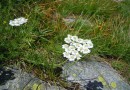 Achillea clusiana ©  Pandion Wild Tours